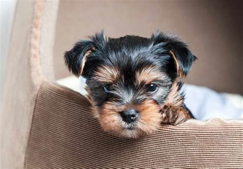 where to buy yorkshire terrier.